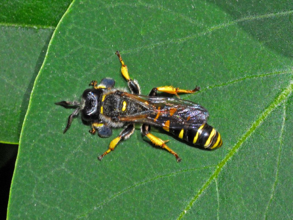 Crabronidae, maschio di Crabro cribrarius